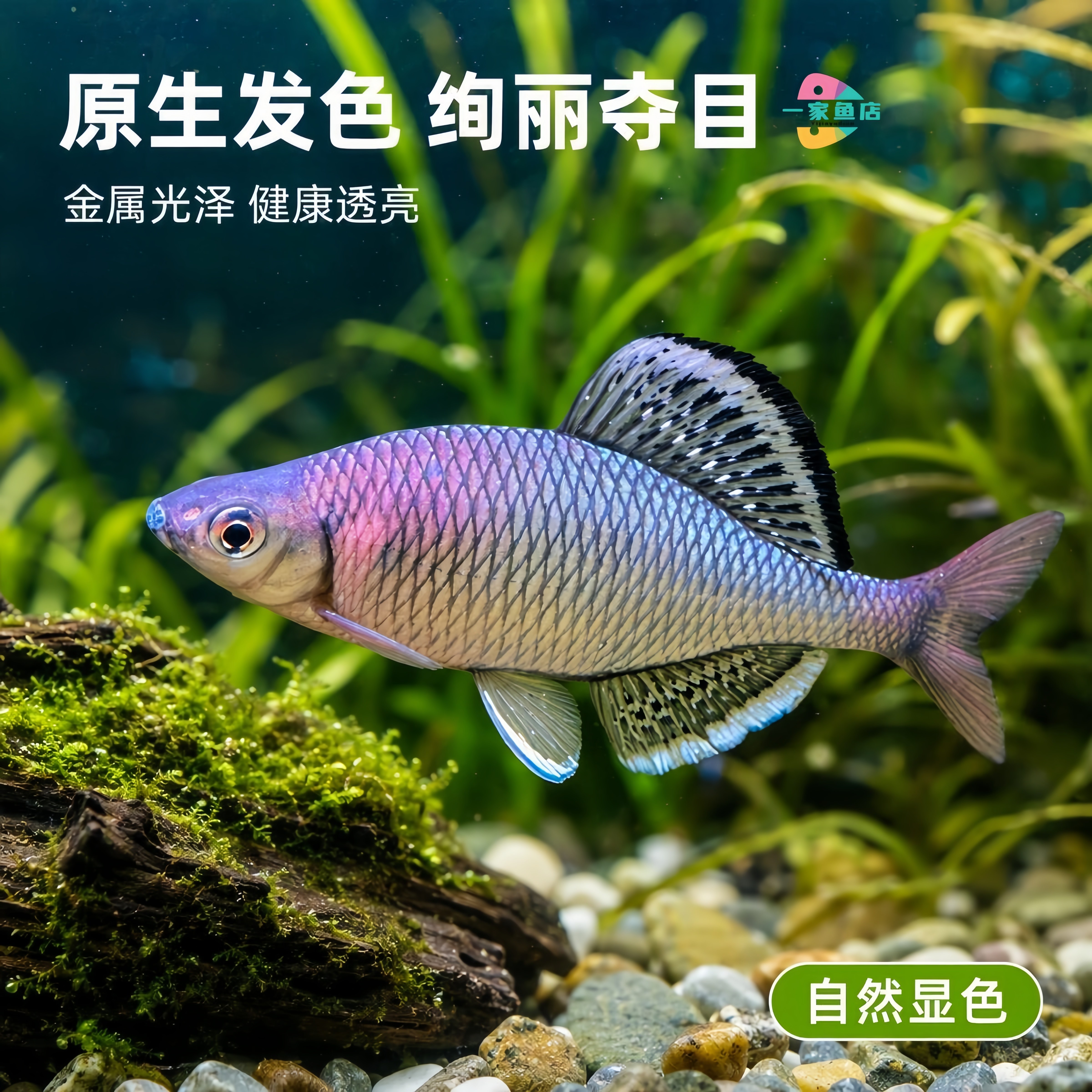 原生长体鱊蓝石台白边紫须鱊中华高体鳑鲏鱼彩石旁皮冷水淡水鱼苗