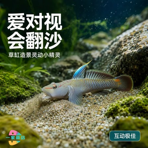 济南高帆褐吻虾虎鱼精品溪流原生鱼广温好养易活翻砂挖洞观赏鱼苗