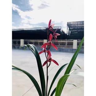 【冯达锋国兰】样品兰花苗四季兰建兰：墨宝