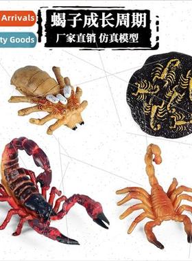 Animal Growth Cycle Insect Model Toy Scorpion Dragonfly Butt