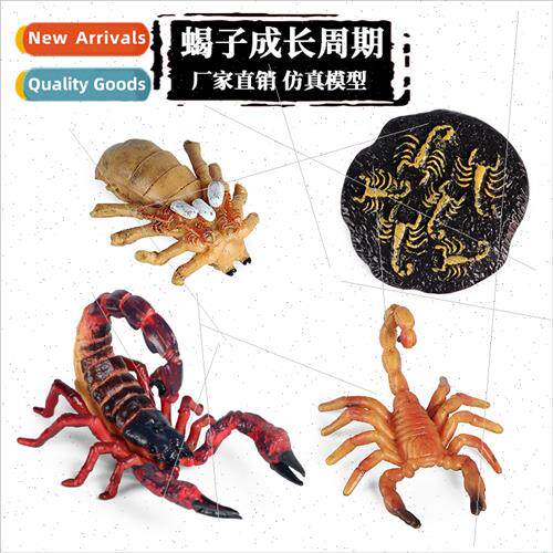 Animal Growth Cycle Insect Model Toy Scorpion Dragonfly Butt