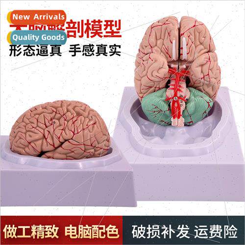 Human brain anatomical model human organ structure teaching