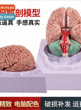 Human brain anatomical model human organ structure teaching