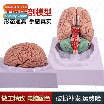 Human brain anatomical model human organ structure teaching