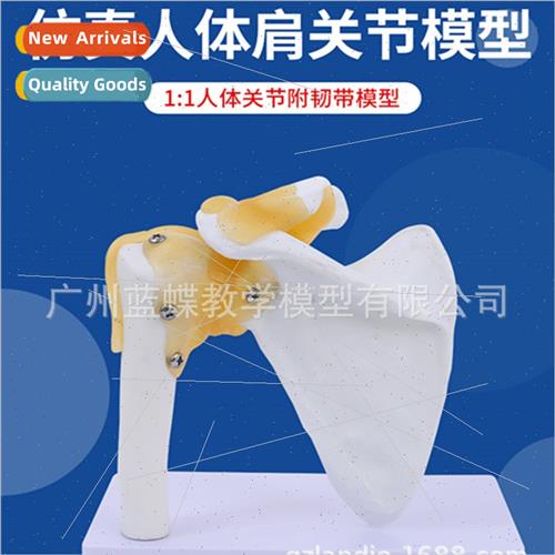 Natural large 1:1 human shoulder joint model with ligament s