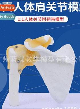 Natural large 1:1 human shoulder joint model with ligament s