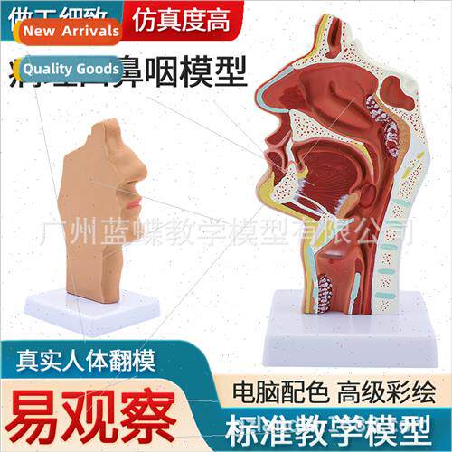 Pathology nasal cavy pharyngeal mouth pharyngeal cavy laryng