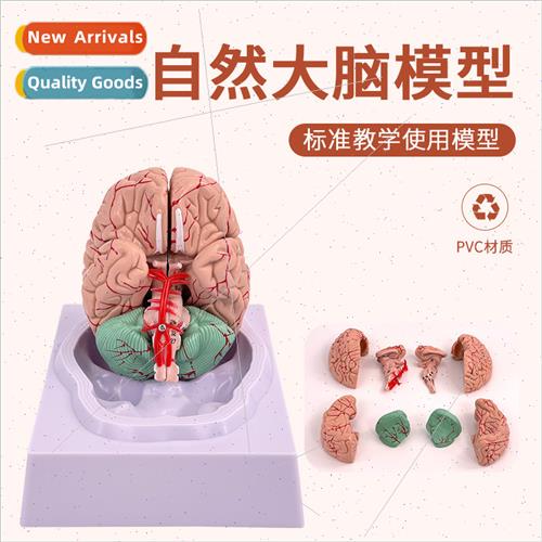 Medicine Neurology Brain Human Brain Anatomy Model Brain Mod