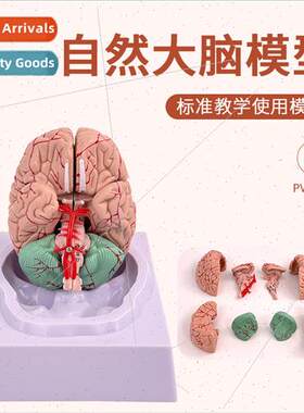 Medicine Neurology Brain Human Brain Anatomy Model Brain Mod