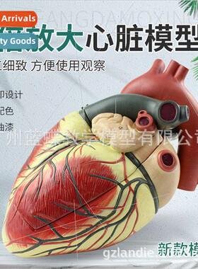 Teaching 4x magnification heart model heart anatomy ventricl