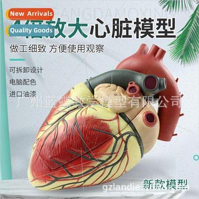 Teaching 4x magnification heart model heart anatomy ventricl