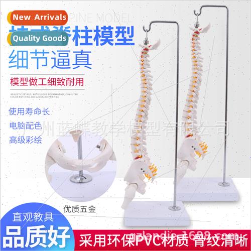 Suspended 45CM human spine wh pelvis half leg bone nerve pel