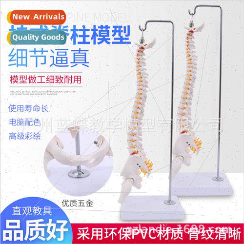 Suspended 45CM human spine wh pelvis half leg bone nerve pel