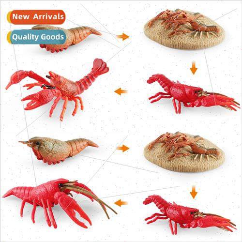 crayfish growth cycle model crayfish growth process static o