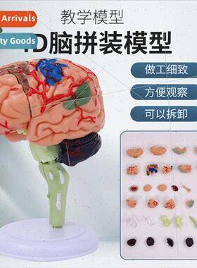 4DMaster 4D assembled human anatomy model medical model brai