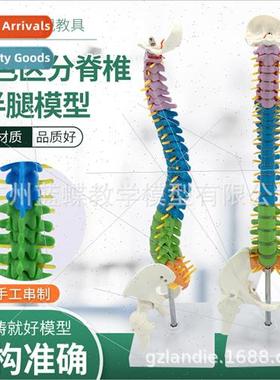 45CM color human spine model spine wh pelvis+femur human spi