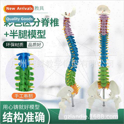 45CM color human spine model spine wh pelvis+femur human spi