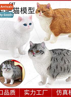 short-haired fat cat model cognive cat jewelry house cat bir