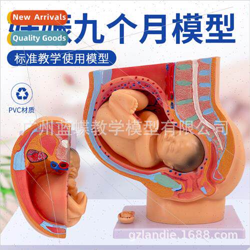 Midwifery teaching model embryo development 9 months gestati