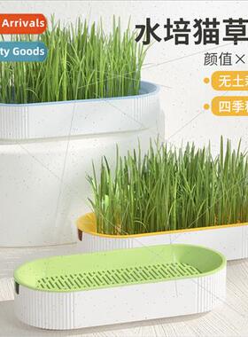 Cat Snacks Wheat Seeds Soilless Hydroponic Cat Grass Growing