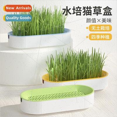 Cat Snacks Wheat Seeds Soilless Hydroponic Cat Grass Growing