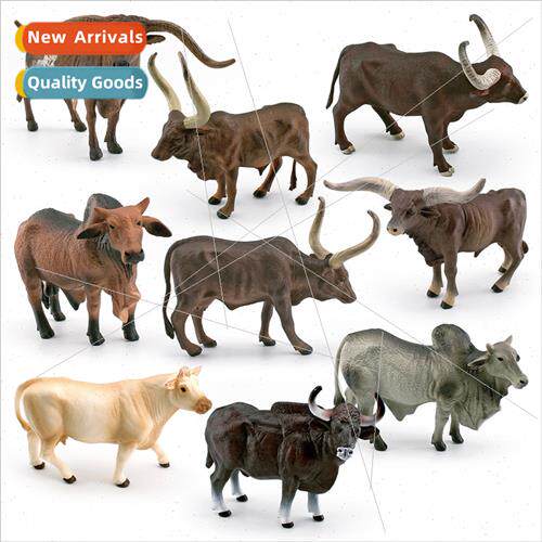 Texas Longhorn Watusi Heifer Rumor Cow Charolais Cow Gower C