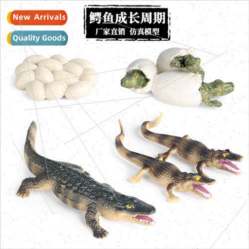 mulation amphibian wildlife crocodile growth cycle toy croco