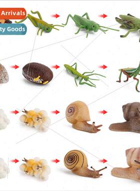 grasshopper mantis snail growth cycle model animal insect li