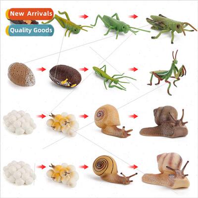 grasshopper mantis snail growth cycle model animal insect li