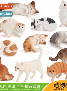 Pet cat model children static cognive cute short hair Persia