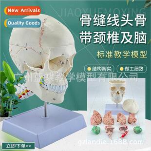 Natural large skull wh cervical vertebrae attached brain mod