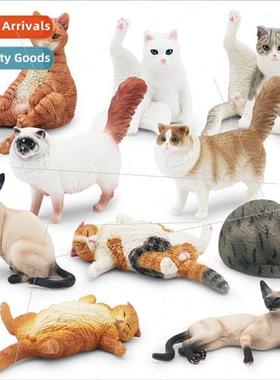 Cat animal model lazy orange cat amese cat Ragdoll cat black