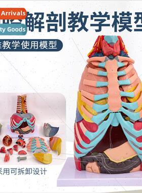 Thoracic Anatomy Model Bone Cartilage Muscle Tendon Viscera