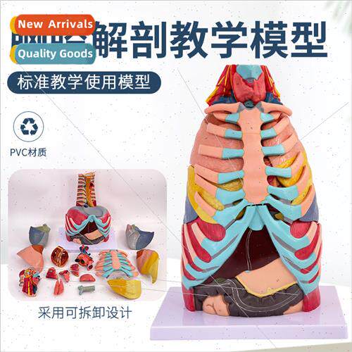 Thoracic Anatomy Model Bone Cartilage Muscle Tendon Viscera