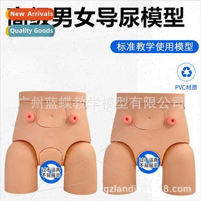 Male internal external reproductive anatomy model simple cat