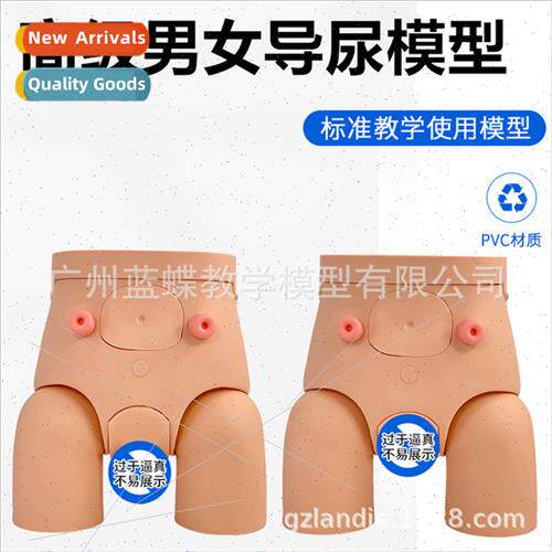 Male internal external reproductive anatomy model simple cat