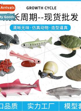 Science education growth cycle model salmon sea turtle growt