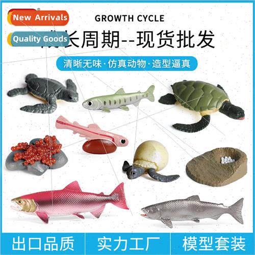 Science education growth cycle model salmon sea turtle growt