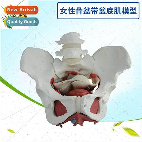 Female Pelvic Girdle Pelvic Floor Muscle Model Female Pelvic