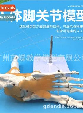 Natural Bigfoot Joint Bone gament Muscle Coloring Model Func