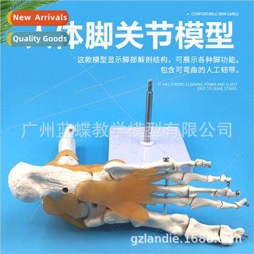 Natural Bigfoot Joint Bone gament Muscle Coloring Model Func