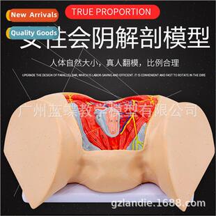 Female Perineum Model Perineal Anatomy Model Gynecological A