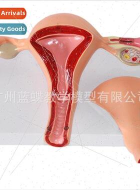 Human body model female reproductive uterus model vagina ova