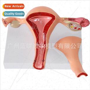 Human body model female reproductive uterus model vagina ova