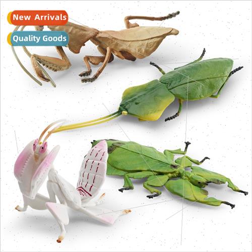 Sphynx Leafback Mantis Giant Leaf? Orchid Praying Mantis Ch