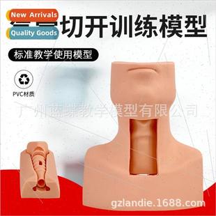 Human cricothyroid puncture tracheotomy intubation training