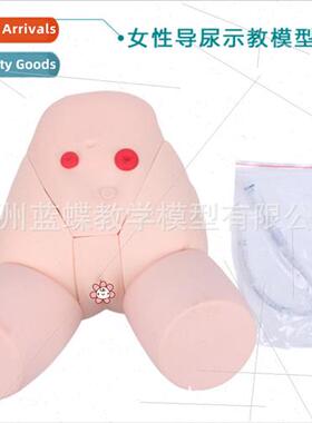 Catheterization model Female catheterization model Gynecolog