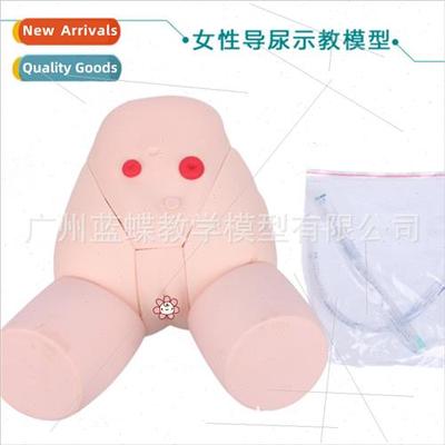 Catheterization model Female catheterization model Gynecolog