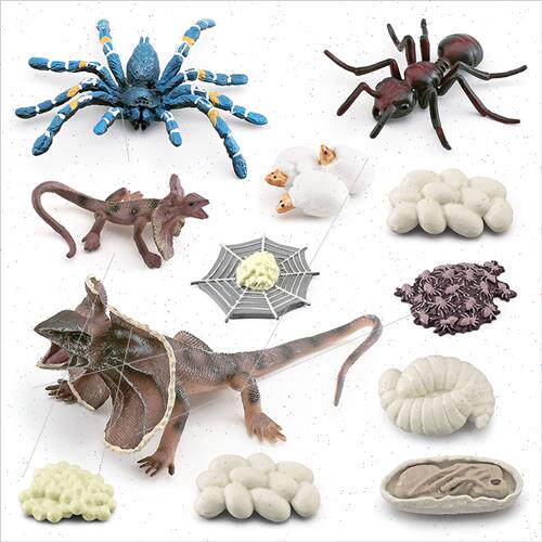 Insect animal growth cycle model umbrella lizard ants bird c