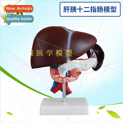 Hepatopancreaticoduodenal model Model liver spleen blood ves